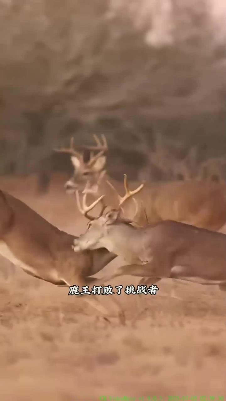 雄鹿负公牛，遭遇三连败的简单介绍
